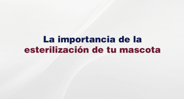 La importancia de la esterilización de tu mascota