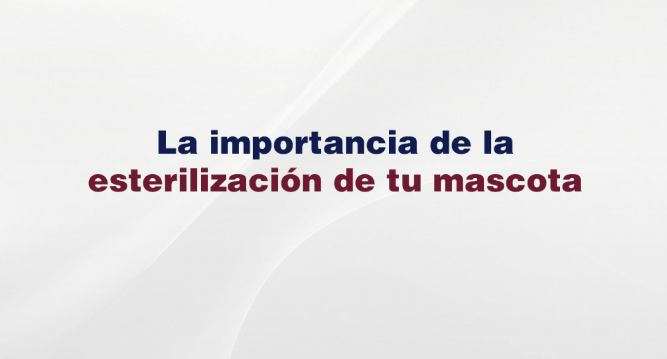 La importancia de la esterilización de tu mascota