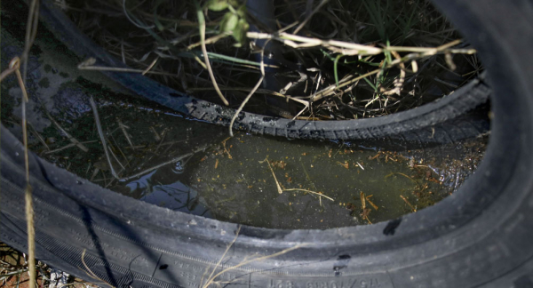 Reporta Salud 79 municipios de Puebla con casos de dengue