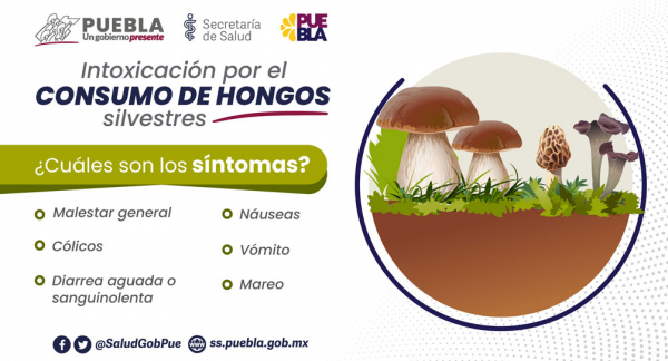 Intoxicación por el consumo de hongos silvestres