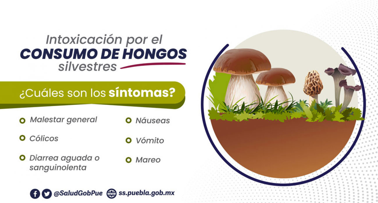 Intoxicación por el consumo de hongos silvestres