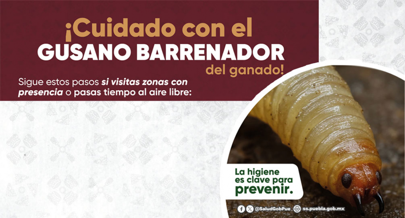 ¡Cuidado con el Gusano Barrenador del ganado!